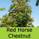Red Horse Chestnut Tree Aesculus Briotii flower
